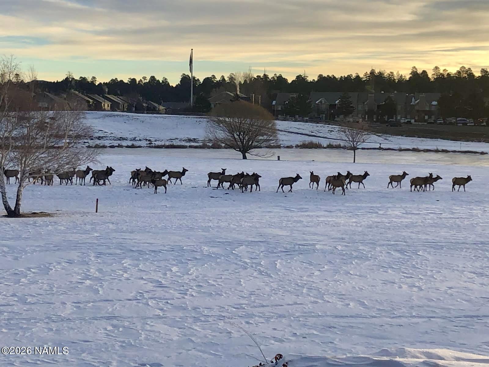 3194 North Riviera Way Flagstaff, AZ 86004 - Photo 59 of 60 Endless amounts of Elk