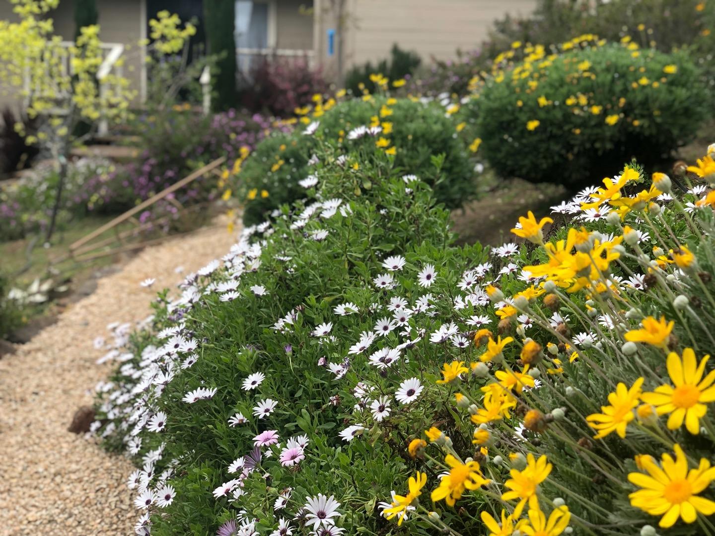 480 Hidden Valley Road Soquel, CA 95073 - Photo 29 of 72 a view of flowers in a garden