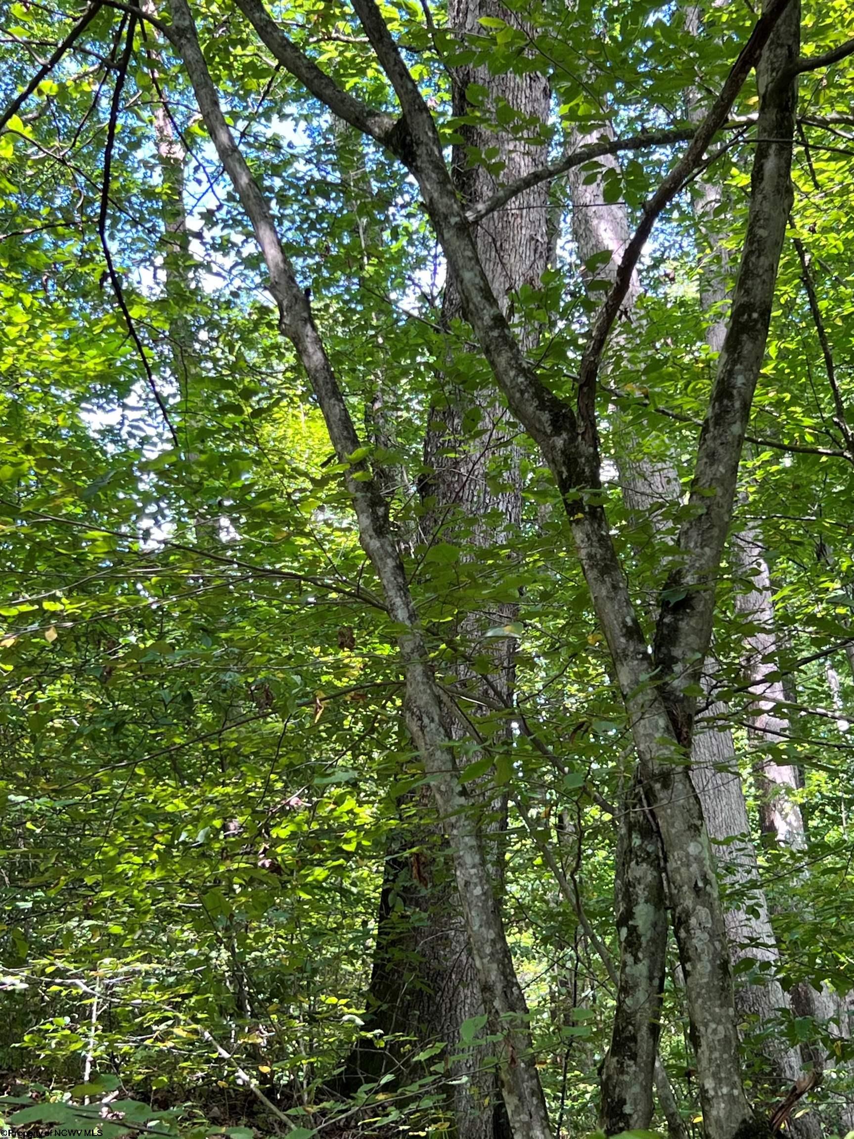0 Hunt Farm Road Grafton, WV 26354 - Photo 29 of 33 Gallery Image 29