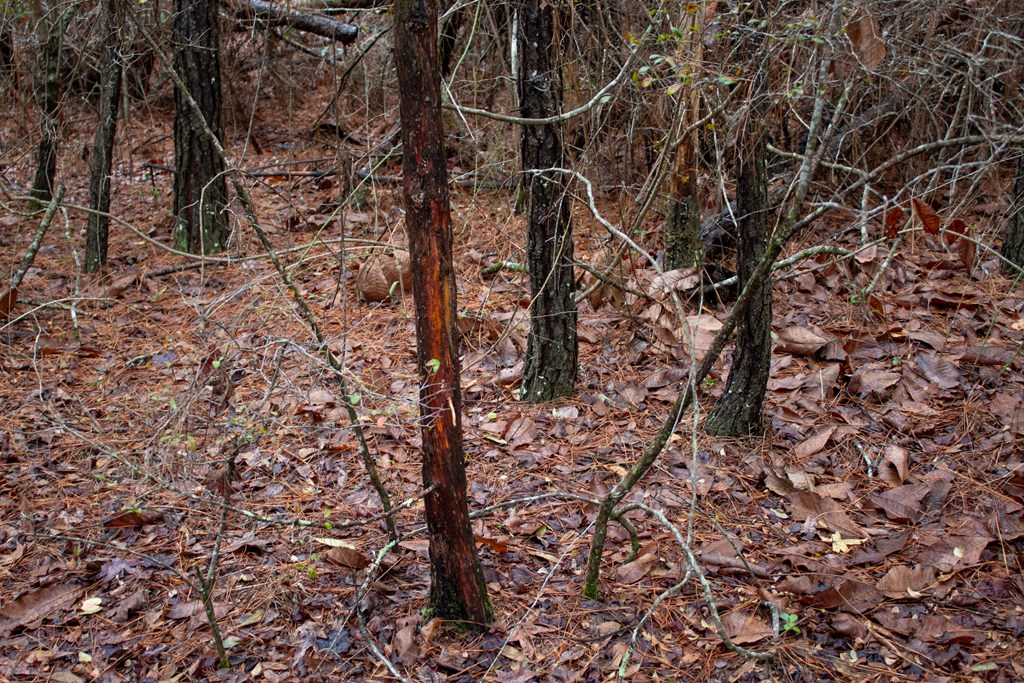 3 Pilgram Ch Road Gordon, AL 36343 - Photo 19 of 28 Gallery Image 19
