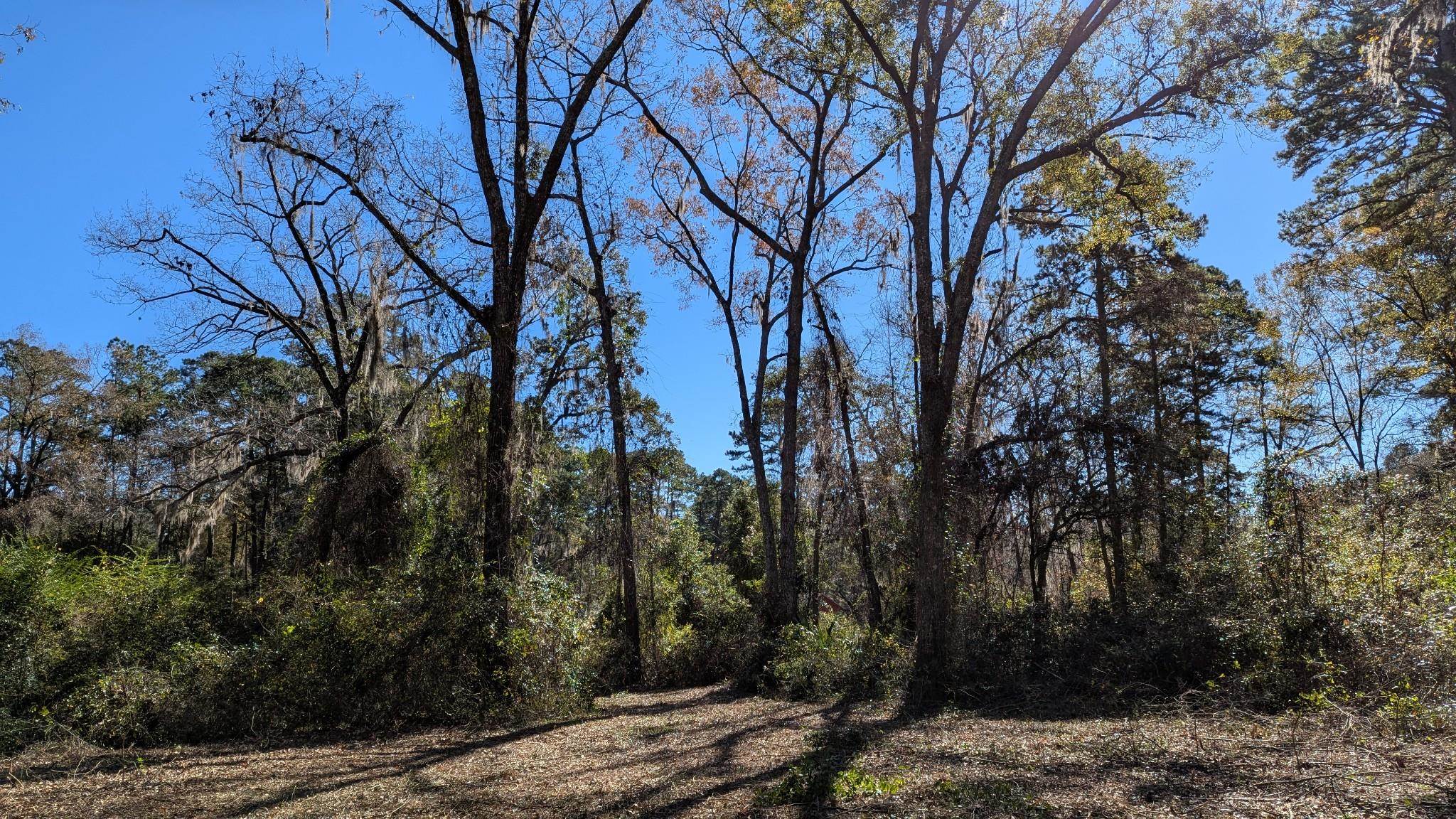 0 Mossy Oak Trail, Unit LOT 2 OF A 3 LOT 2 1 9 SU Tallahassee, FL 32317 - Photo 4 of 10