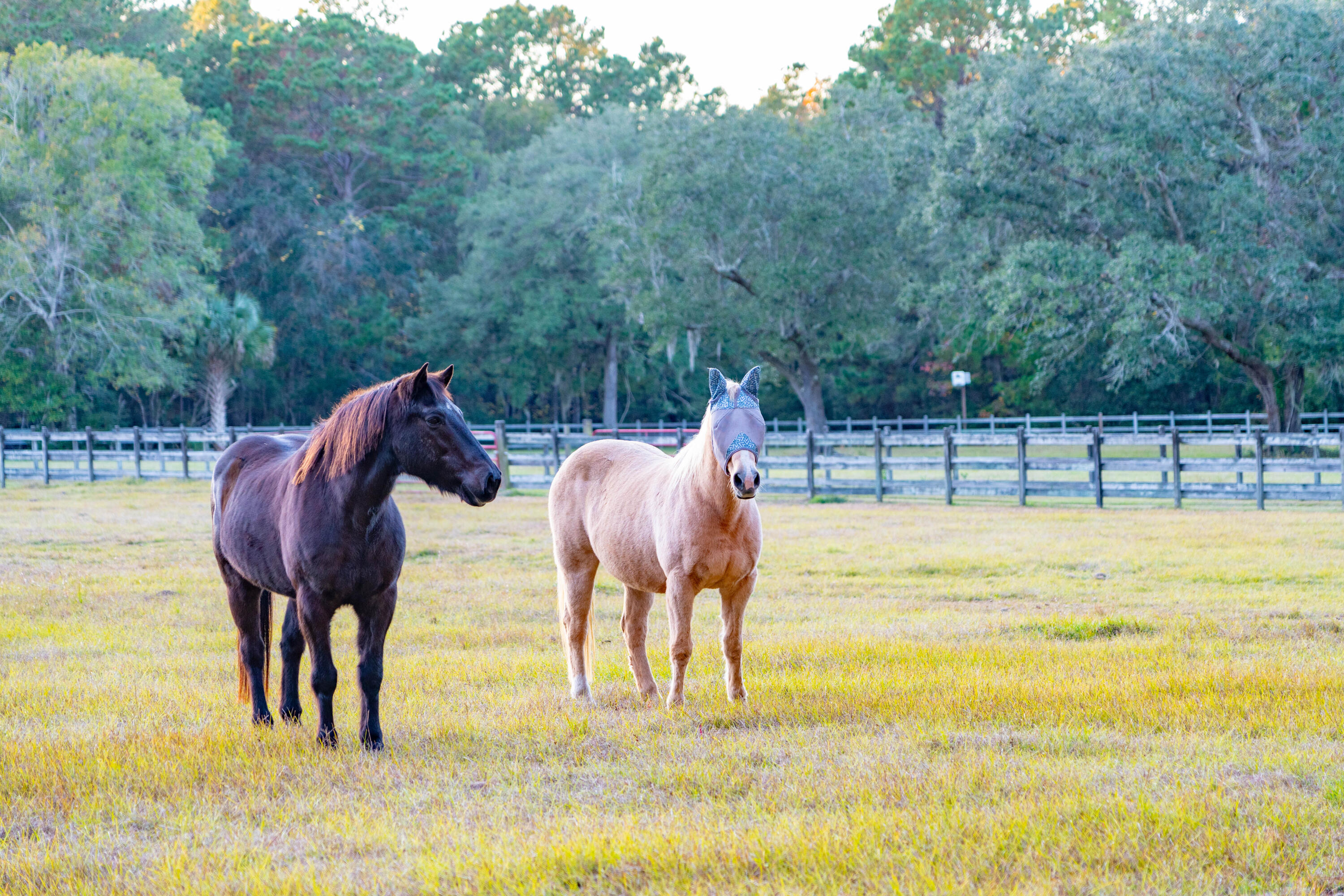 4169 Longmarsh Road Mount Pleasant, SC 29429 - Photo 86 of 98 Amenities 9