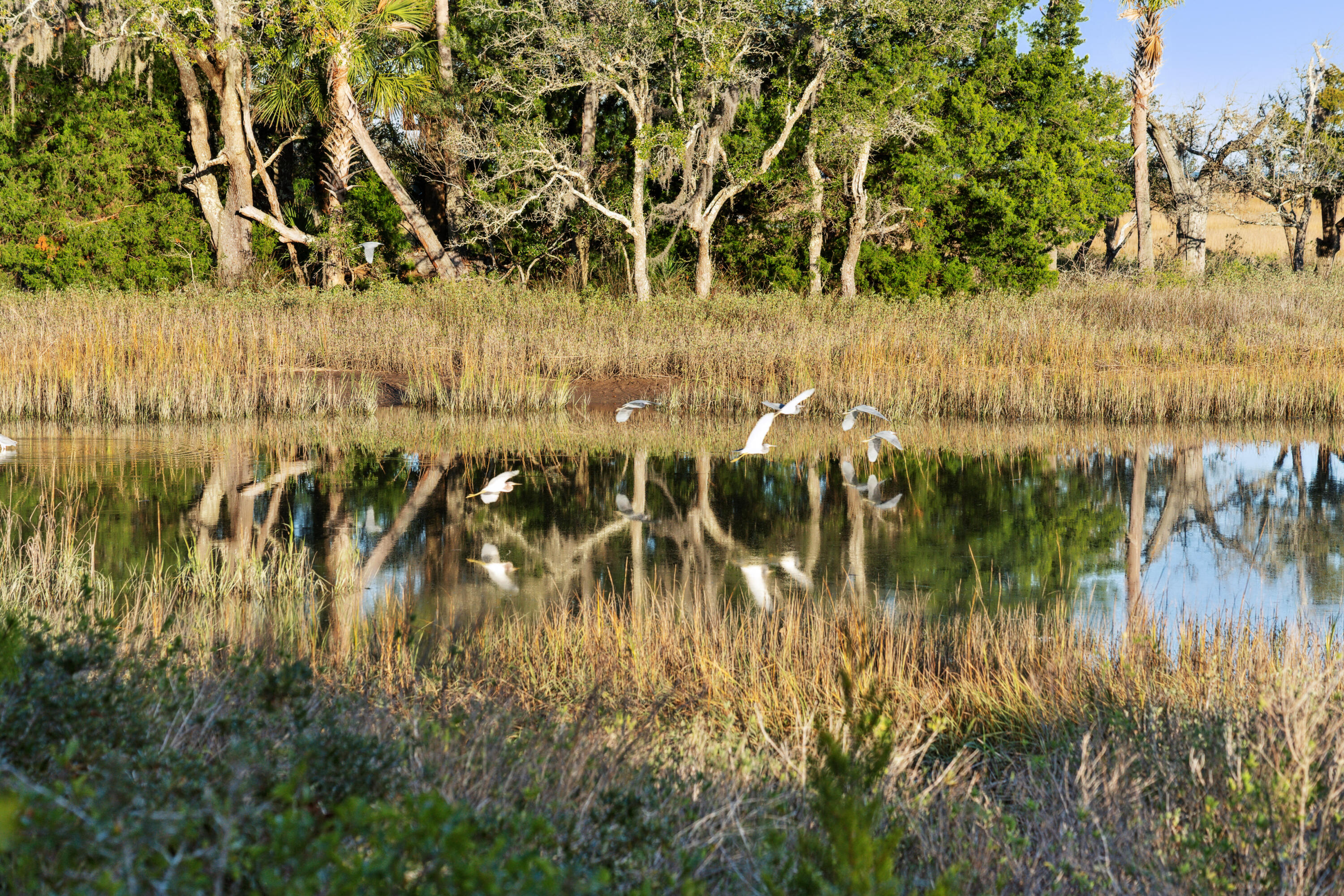 4169 Longmarsh Road Mount Pleasant, SC 29429 - Photo 95 of 98 Sewee Preserve 1