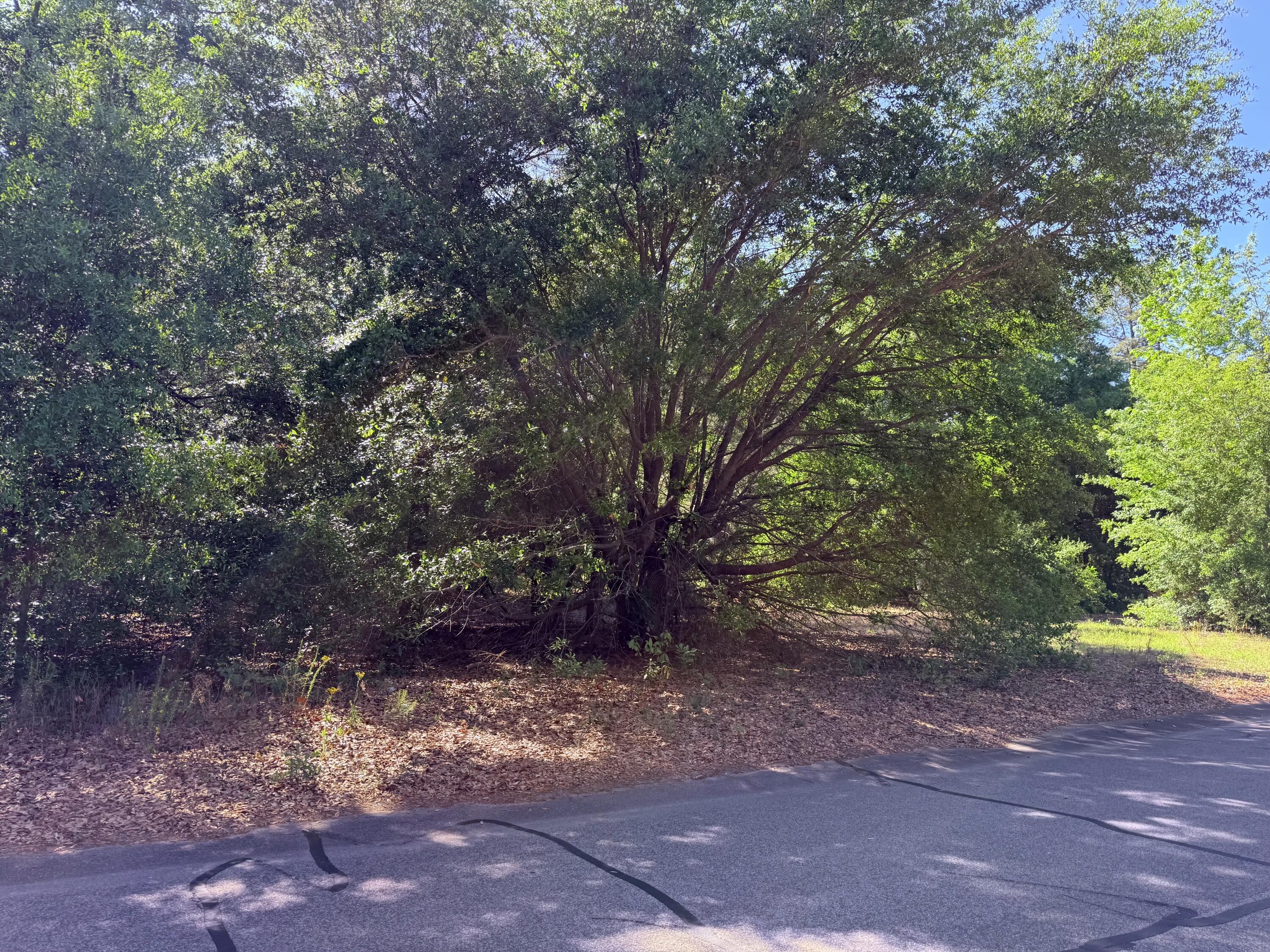 0 Deerwood Road, Unit LOT 10 Barnwell, SC 29812 - Photo 3 of 3