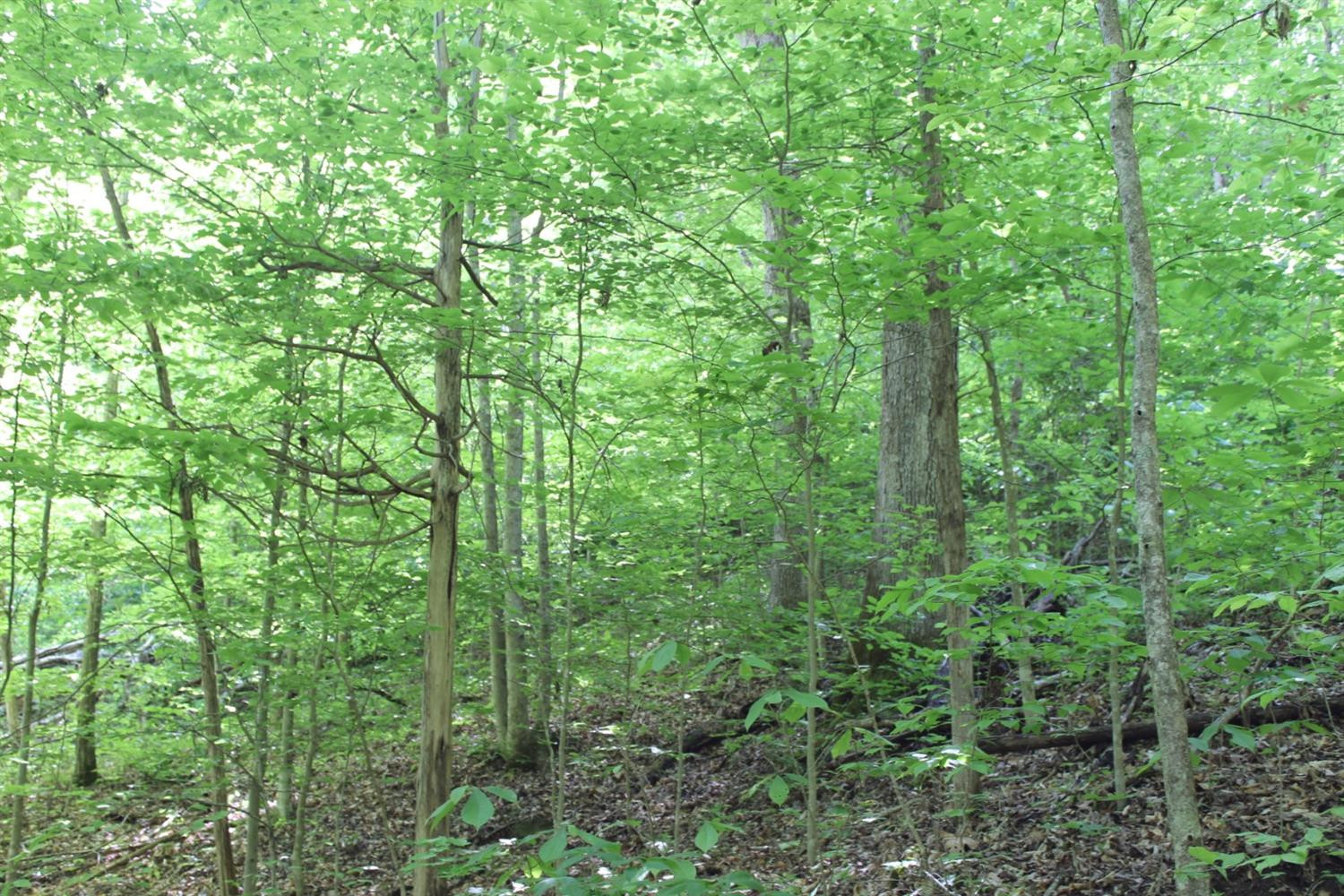 2010 Pryse Road Irvine, KY 40336 - Photo 37 of 56 Photo 37