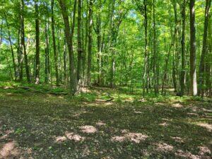 100 West Adams Road St. Louis, MI 48880 - Photo 42 of 48 C9