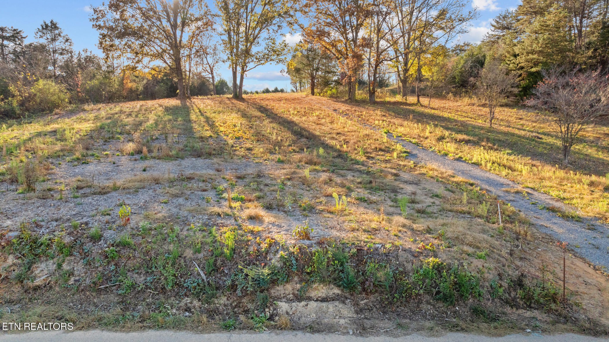 3 Rodgers Road Corryton, TN 37721 - Photo 3 of 16 a view of empty yard with large trees