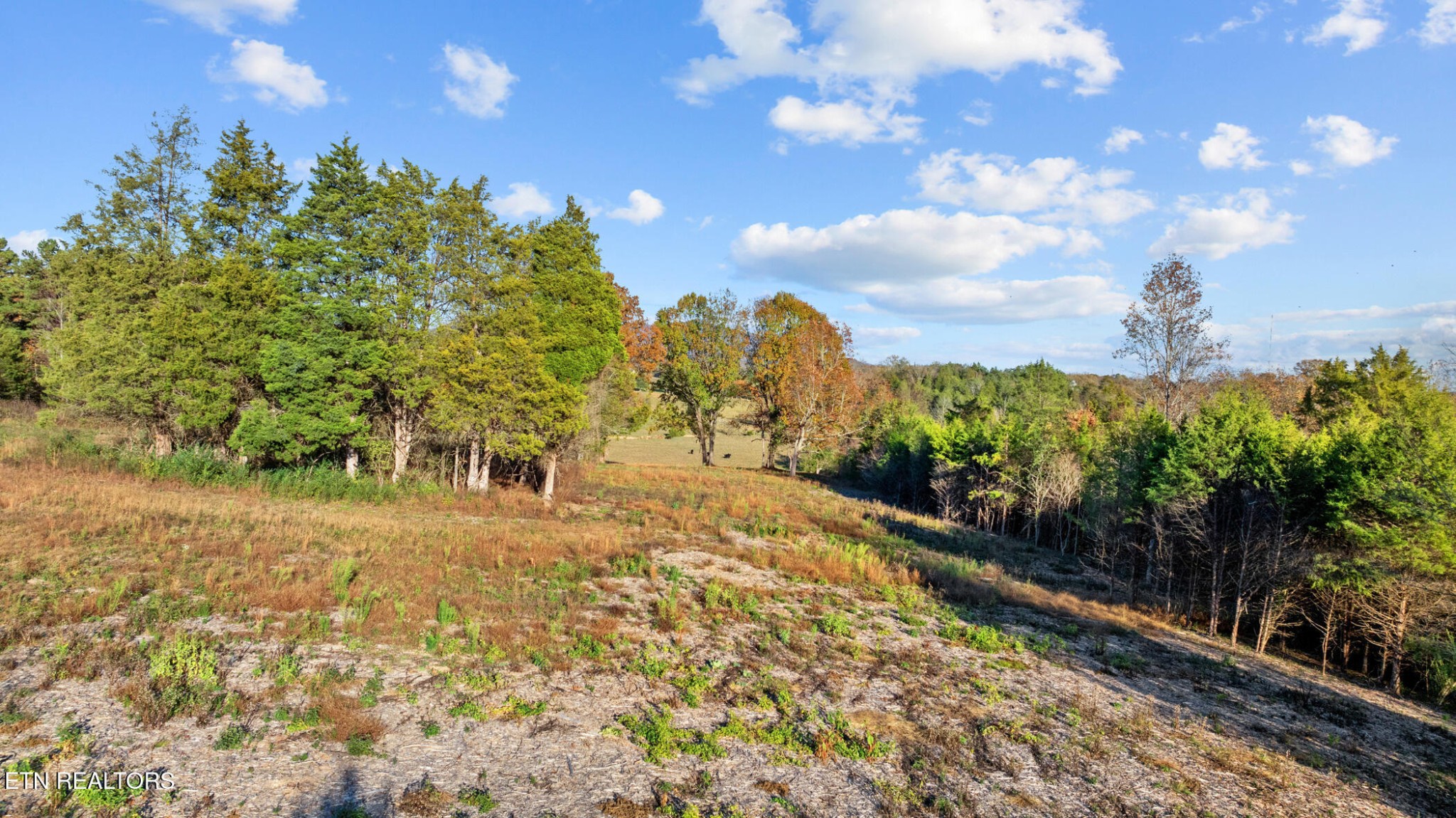 3 Rodgers Road Corryton, TN 37721 - Photo 7 of 16 a view of a yard with plants and trees