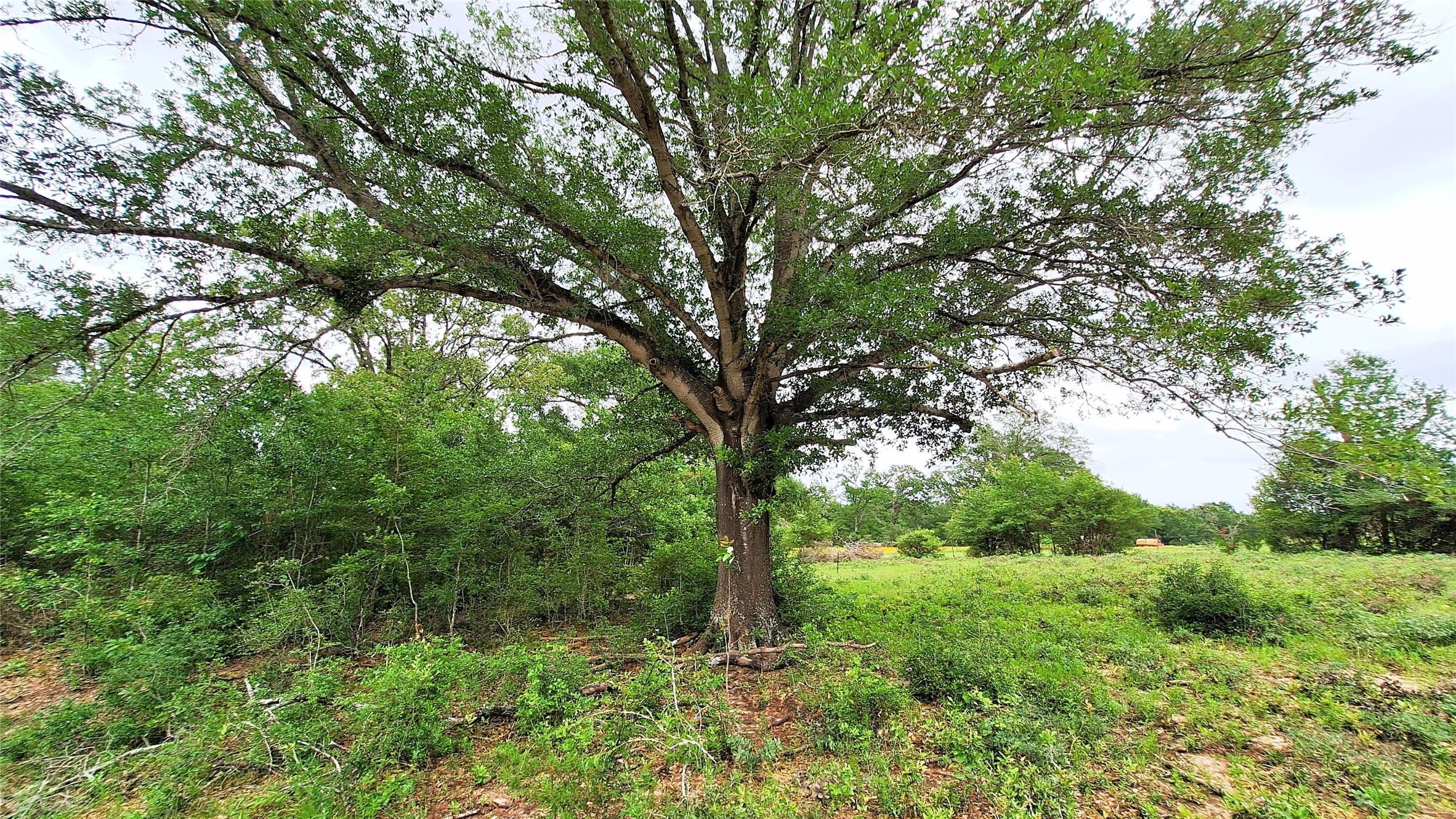 18155 Wellman Road Washington, TX 77880 - Photo 6 of 14 Mature tree with a broad canopy, surrounded by varied green foliage and an open field