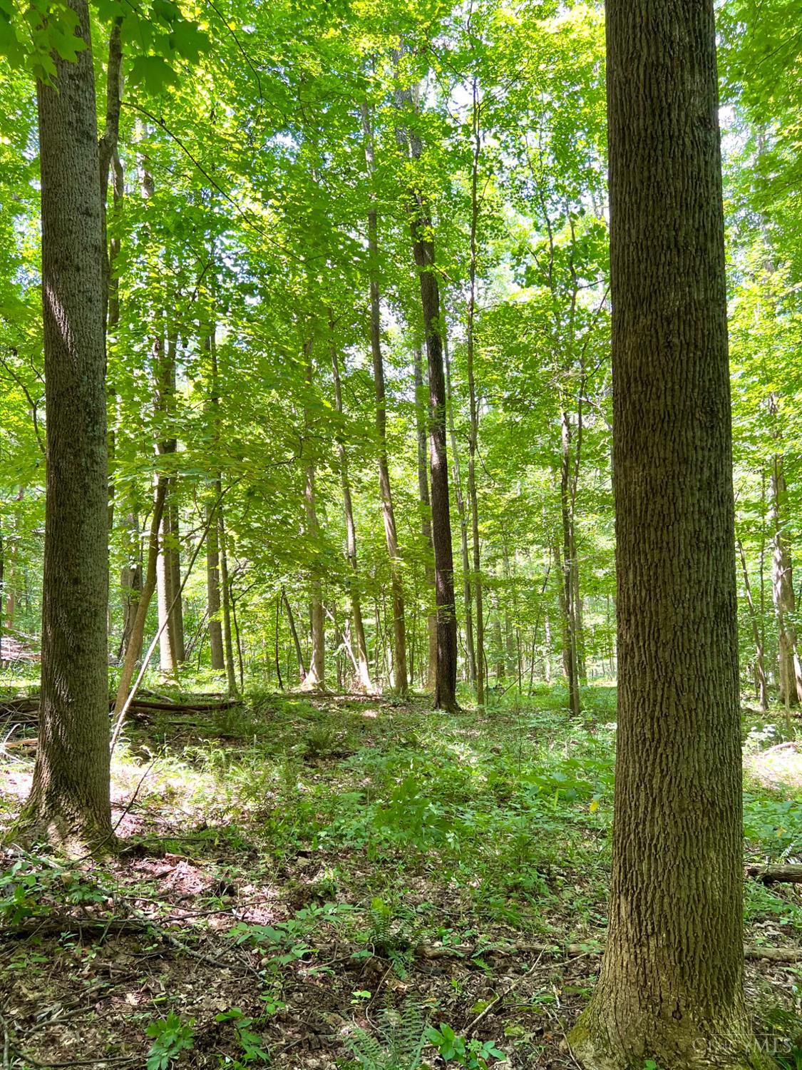 0 South Chenoweth Fork Road Piketon, OH 45661 - Photo 54 of 95