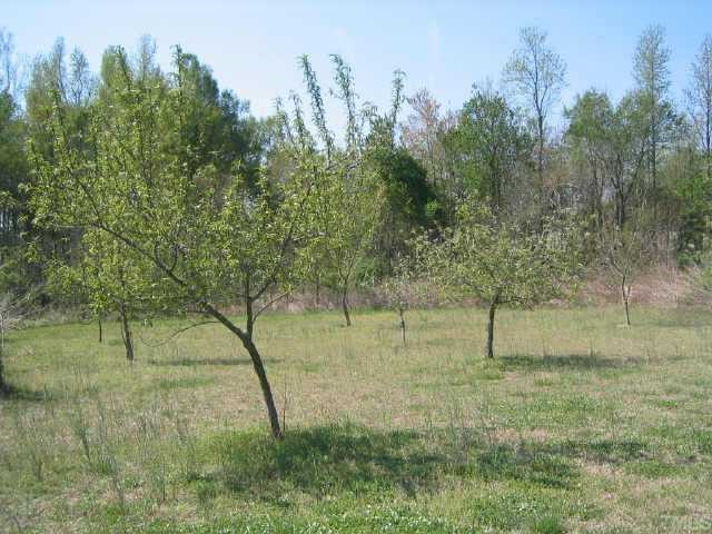 8811 Art Road Cedar Grove, NC 27231 - Photo 10 of 11 Fruit trees: 4 apple, 1 pear, 1 apricot, 1 plum. Plus a grape vine on the pergola by the well.