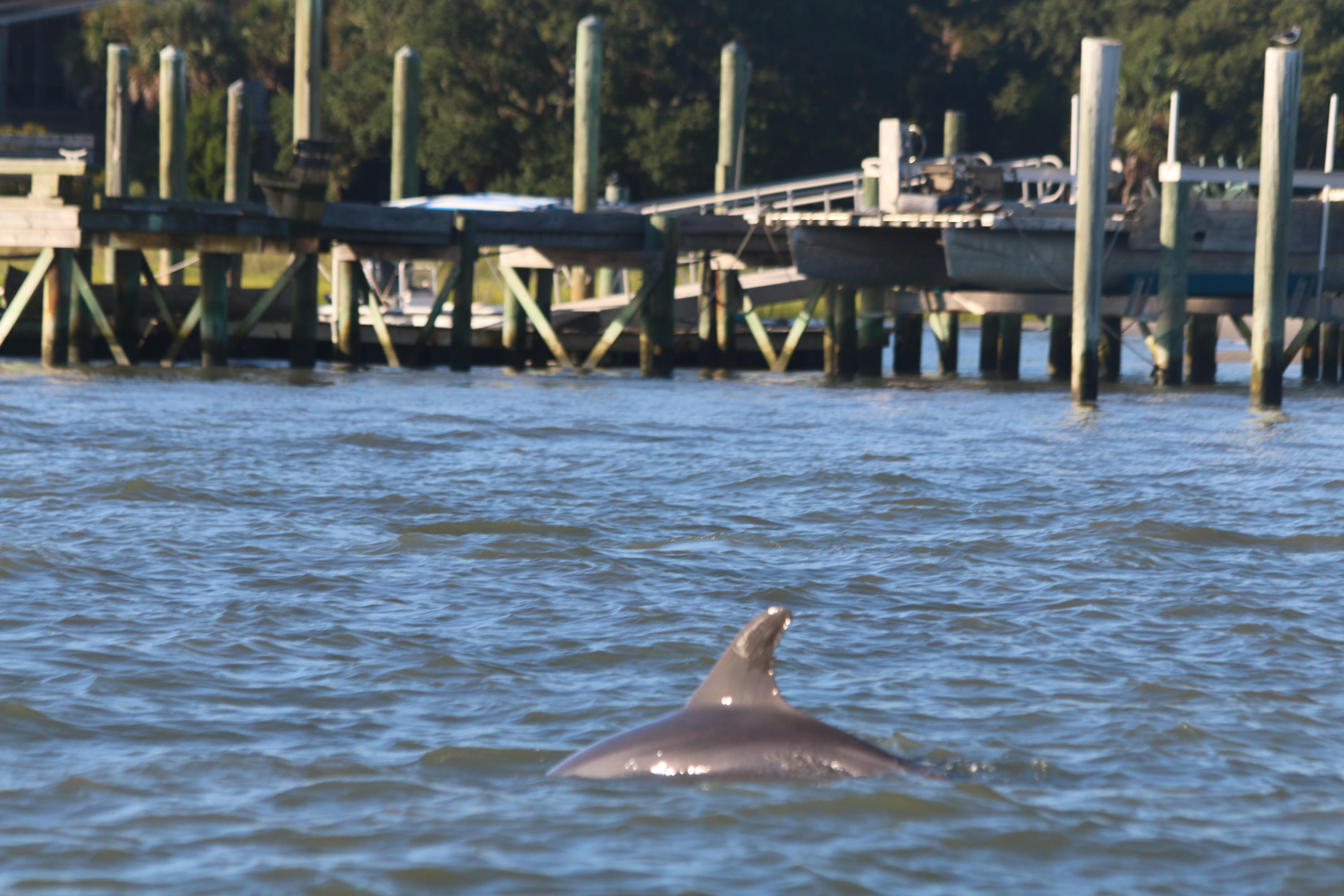 153 Dewees Inlet Drive Dewees Island, SC 29429 - Photo 17 of 43 IMG_5413