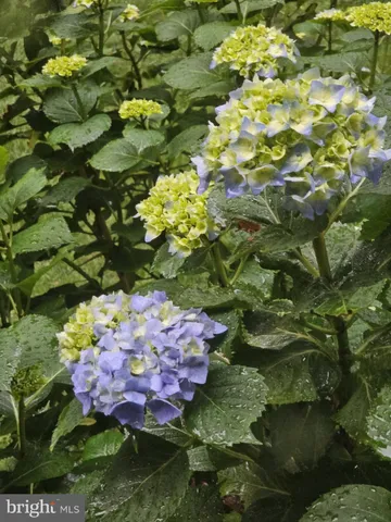 a bunch of flowers in a yard
