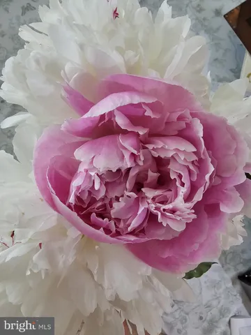 a view of a wooden floor