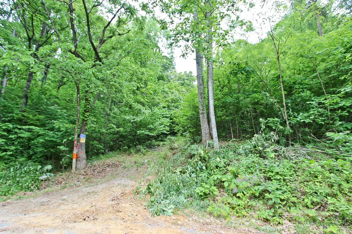 22.08-ac Neddy Mountain Road Del Rio, TN 37727 - Photo 5 of 11 IMG_4077