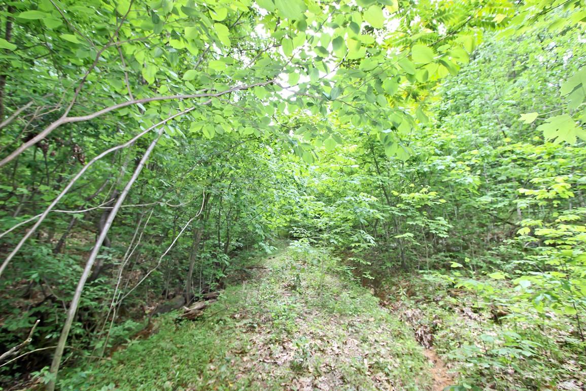 22.08-ac Neddy Mountain Road Del Rio, TN 37727 - Photo 7 of 11 IMG_4080