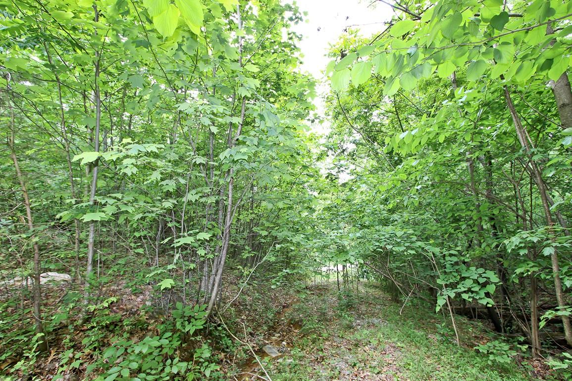 22.08-ac Neddy Mountain Road Del Rio, TN 37727 - Photo 8 of 11 IMG_4081