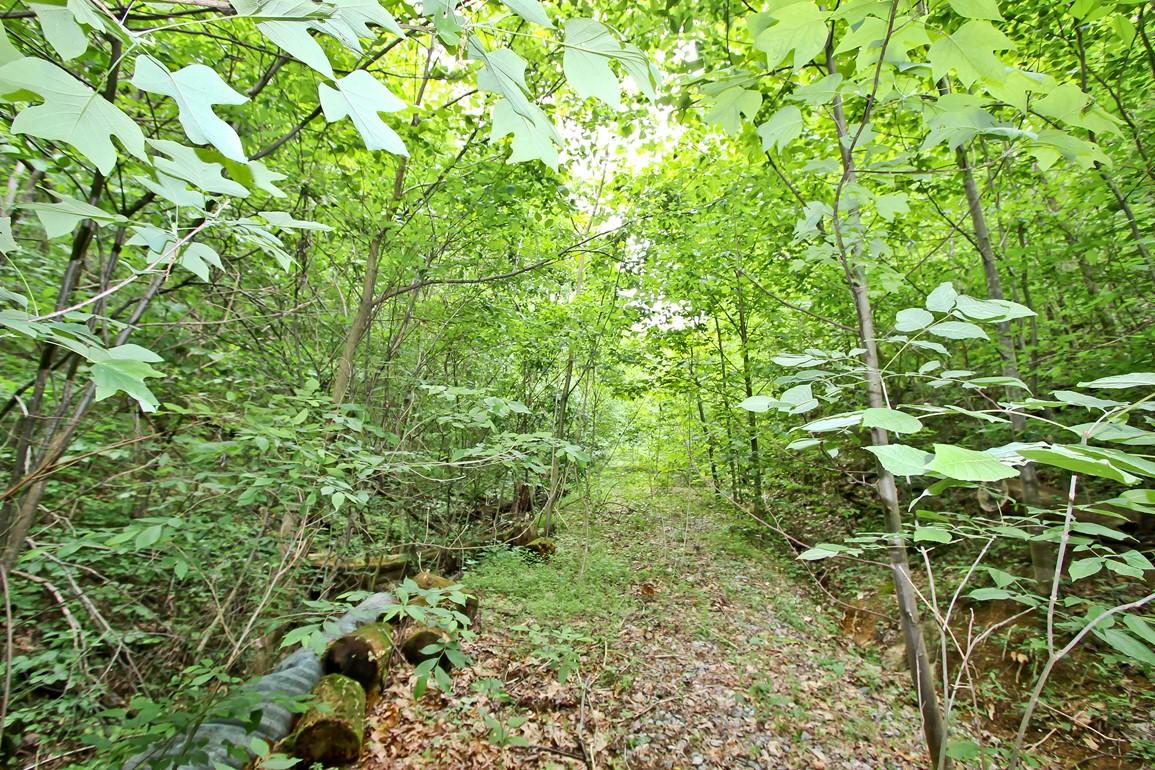 22.08-ac Neddy Mountain Road Del Rio, TN 37727 - Photo 9 of 11 IMG_4082