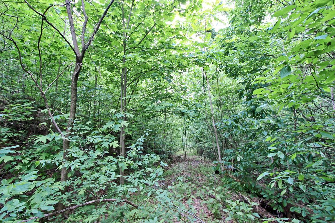 22.08-ac Neddy Mountain Road Del Rio, TN 37727 - Photo 10 of 11 IMG_4083