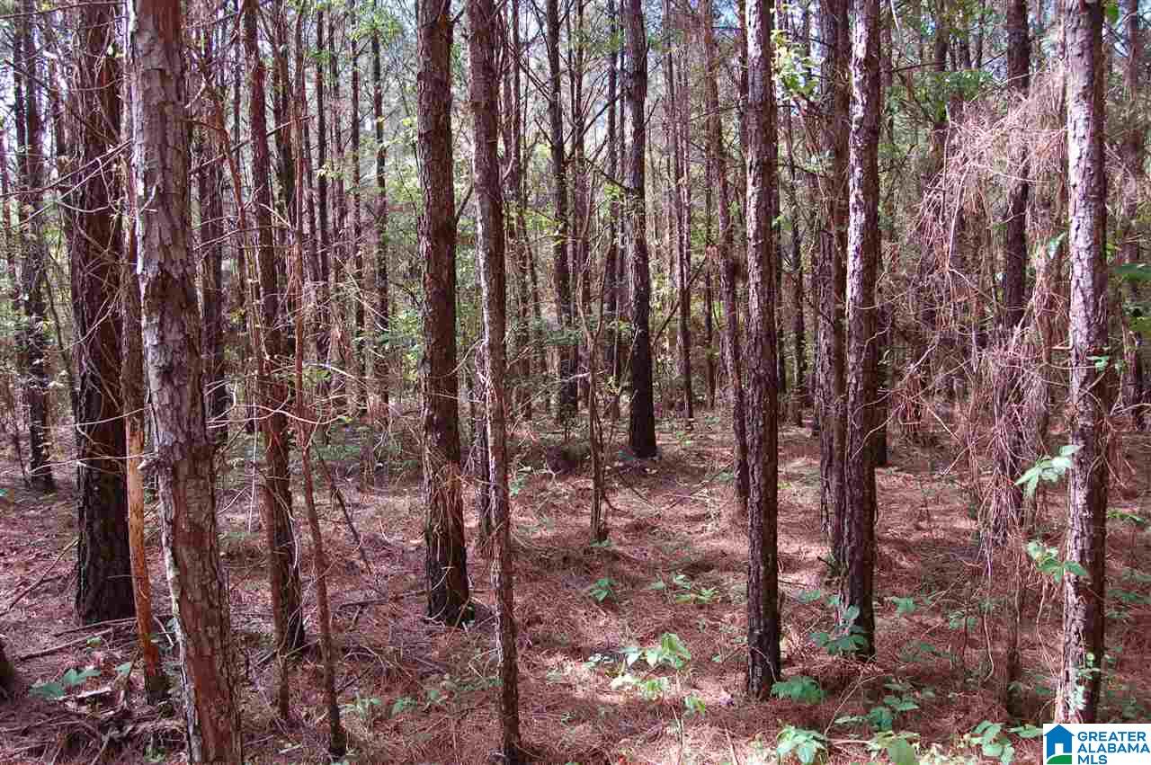 C C Road, Unit 40 00 Vinemont, AL 35179 - Photo 4 of 12