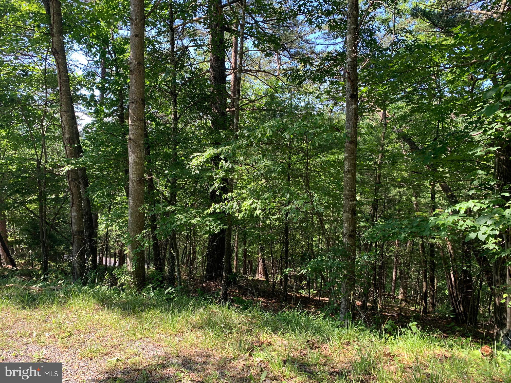 Lee/ashby Road Basye, VA 22810 - Photo 3 of 4 Gradual sloping lot. Lee Rd Access