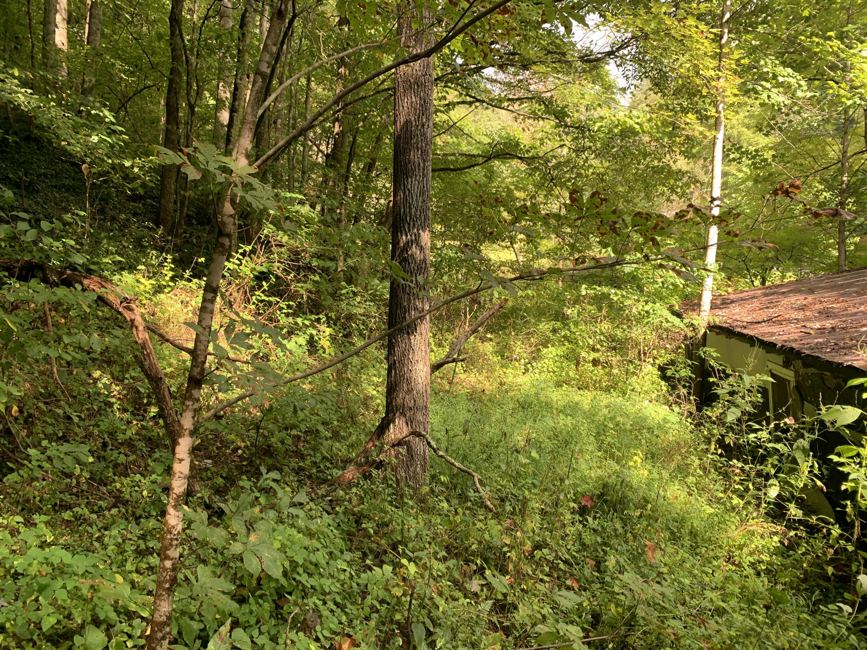 Tbd Bob Hardin Road Flag Pond, TN 37657 - Photo 5 of 10 side