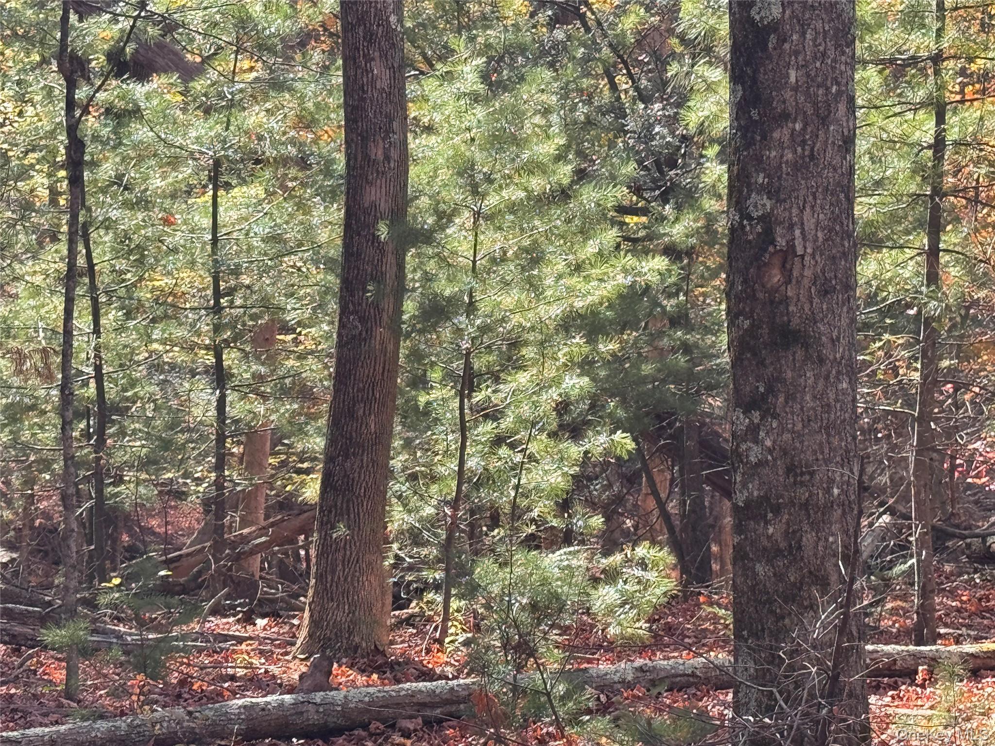 Tbd Cross Patch Road Woodstock, NY 12498 - Photo 3 of 12 a close up of a tree