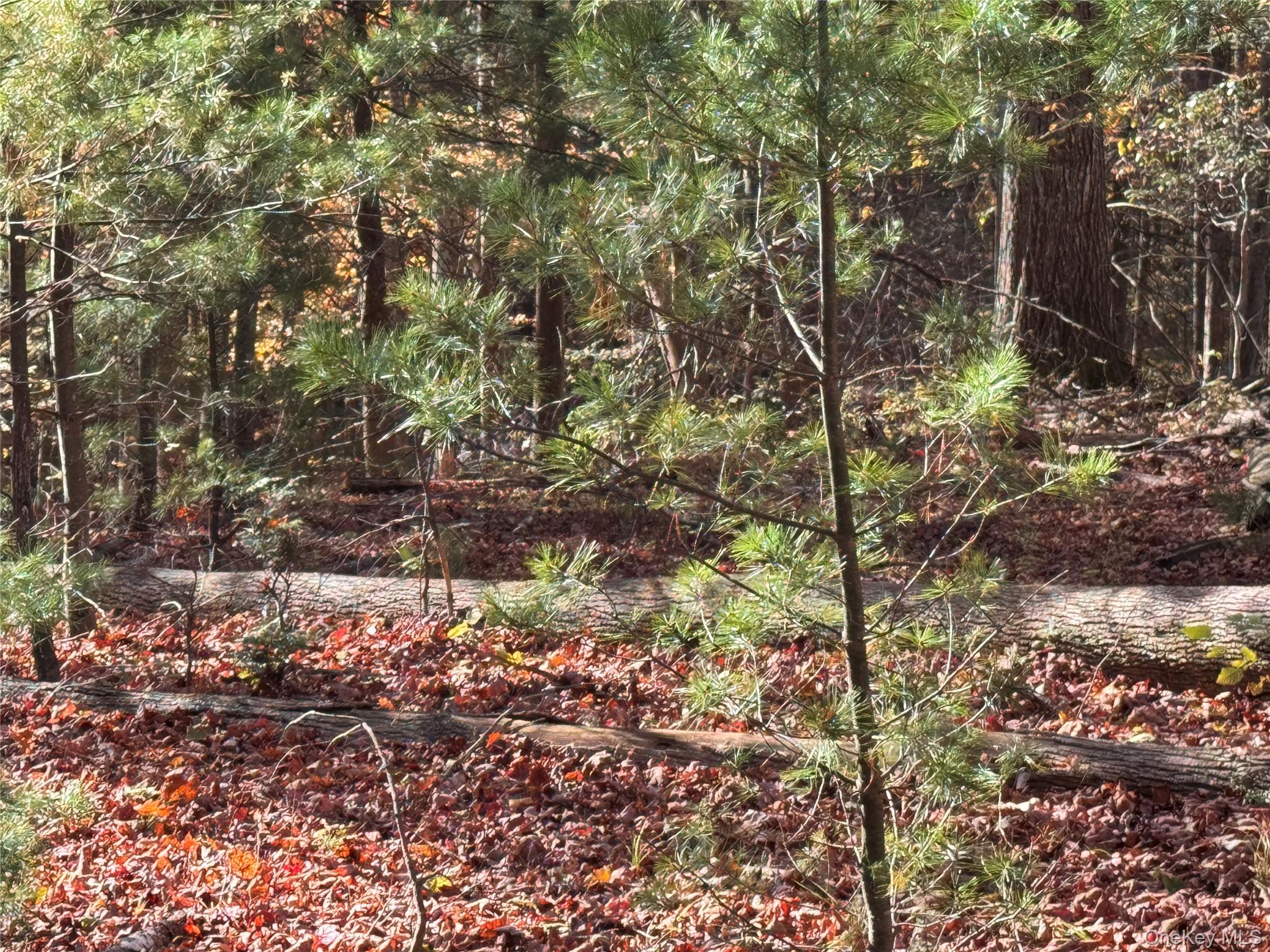 Tbd Cross Patch Road Woodstock, NY 12498 - Photo 5 of 12 a view of a yard with plants and trees