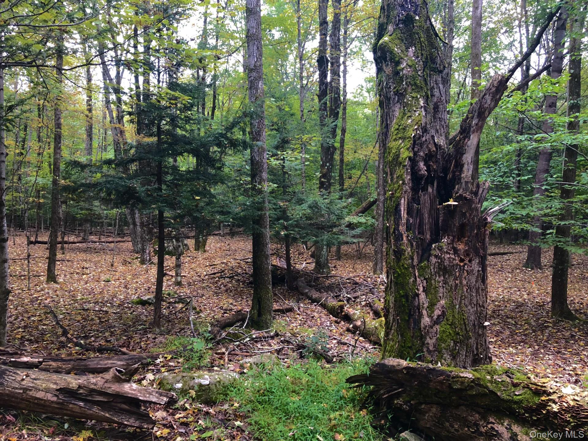 Tbd Cross Patch Road Woodstock, NY 12498 - Photo 7 of 12 a view of a tree in a yard