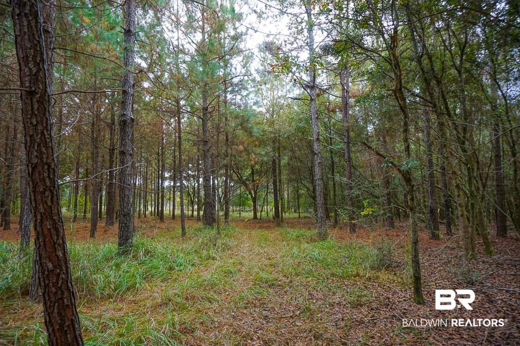 0 Smith Young Road Mobile, AL 36695 - Photo 7 of 8 View of wooded area