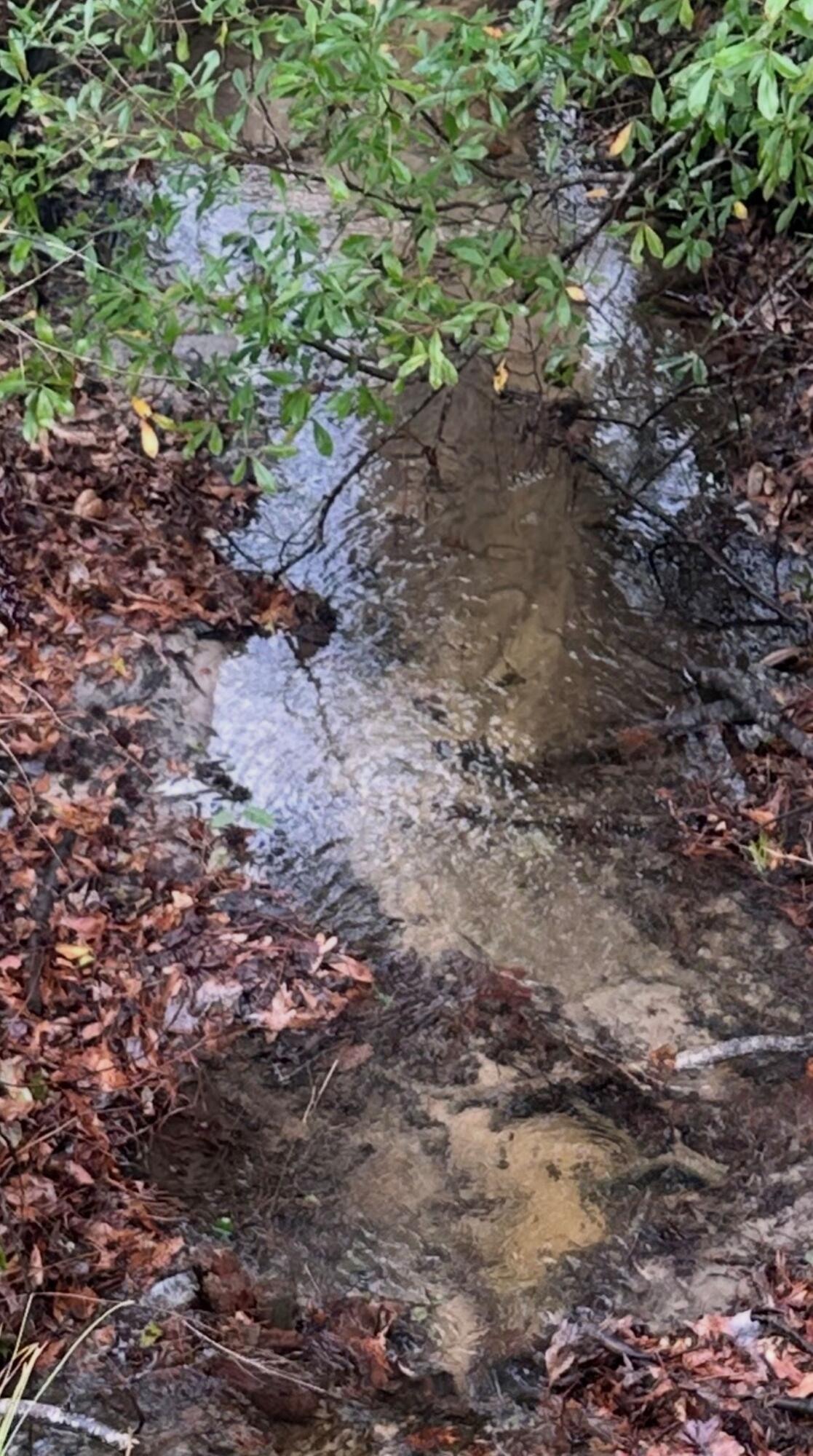 2984 B Goodman Hill Road Chipley, FL 32428 - Photo 14 of 14 a view of a yard with a tree