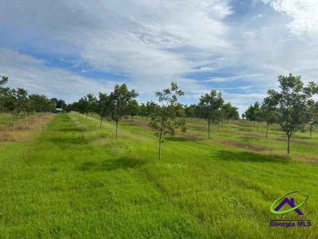 Henderson Springs Road Elko, GA 31025 - Photo 17 of 24
