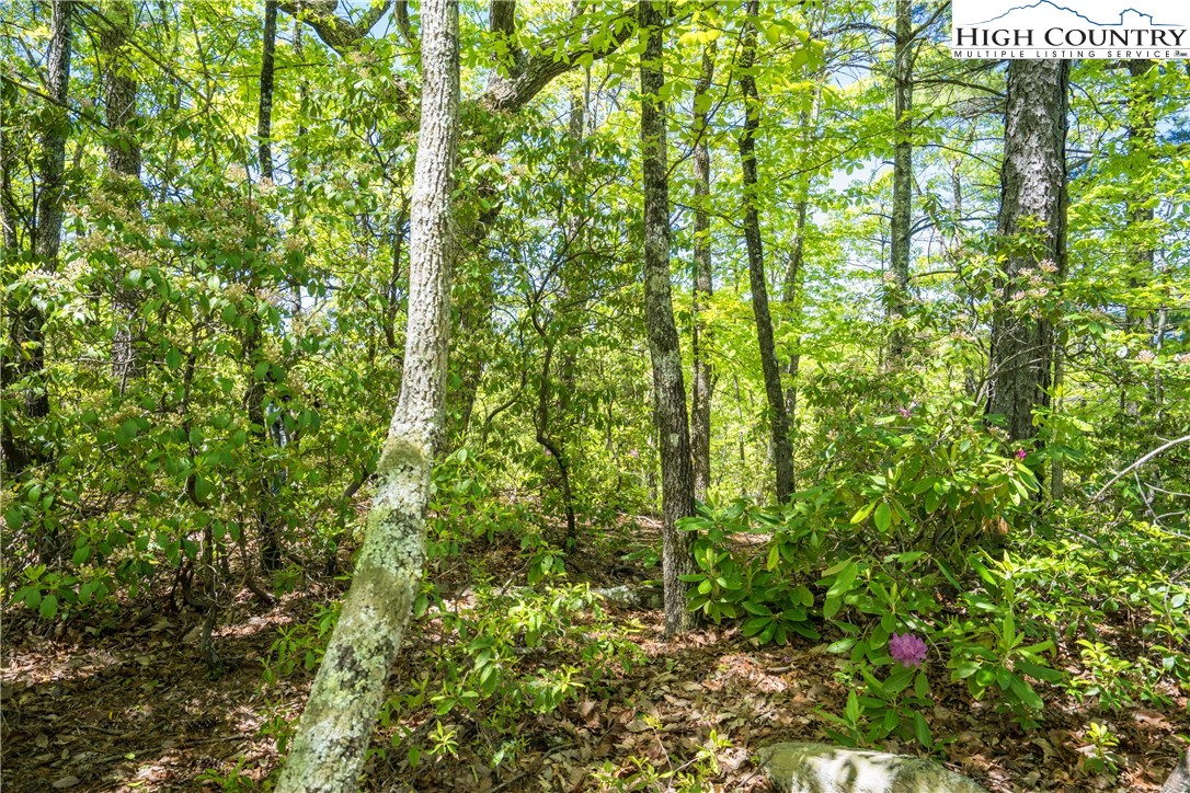 Lot 176 Marigold Roads Boone, NC 28607 - Photo 3 of 4 Gallery Image 3