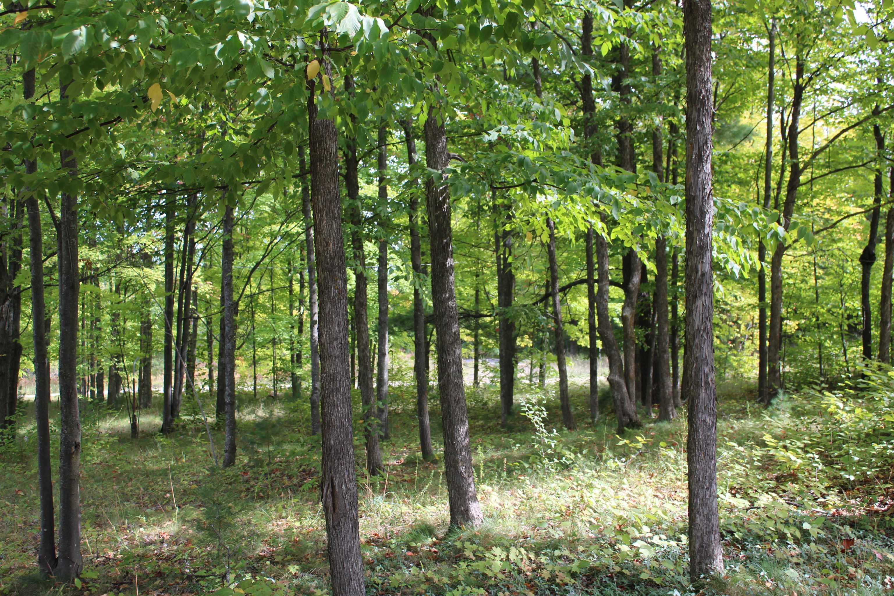 659 Dorman Road Northeast Kalkaska, MI 49646 - Photo 4 of 22 Gallery Image 4