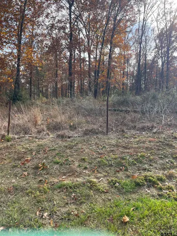 a view of a forest with trees in the background