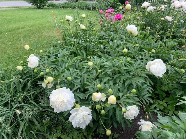 $1,985,000 | 25 Fairhaven Road, Concord, MA 01742