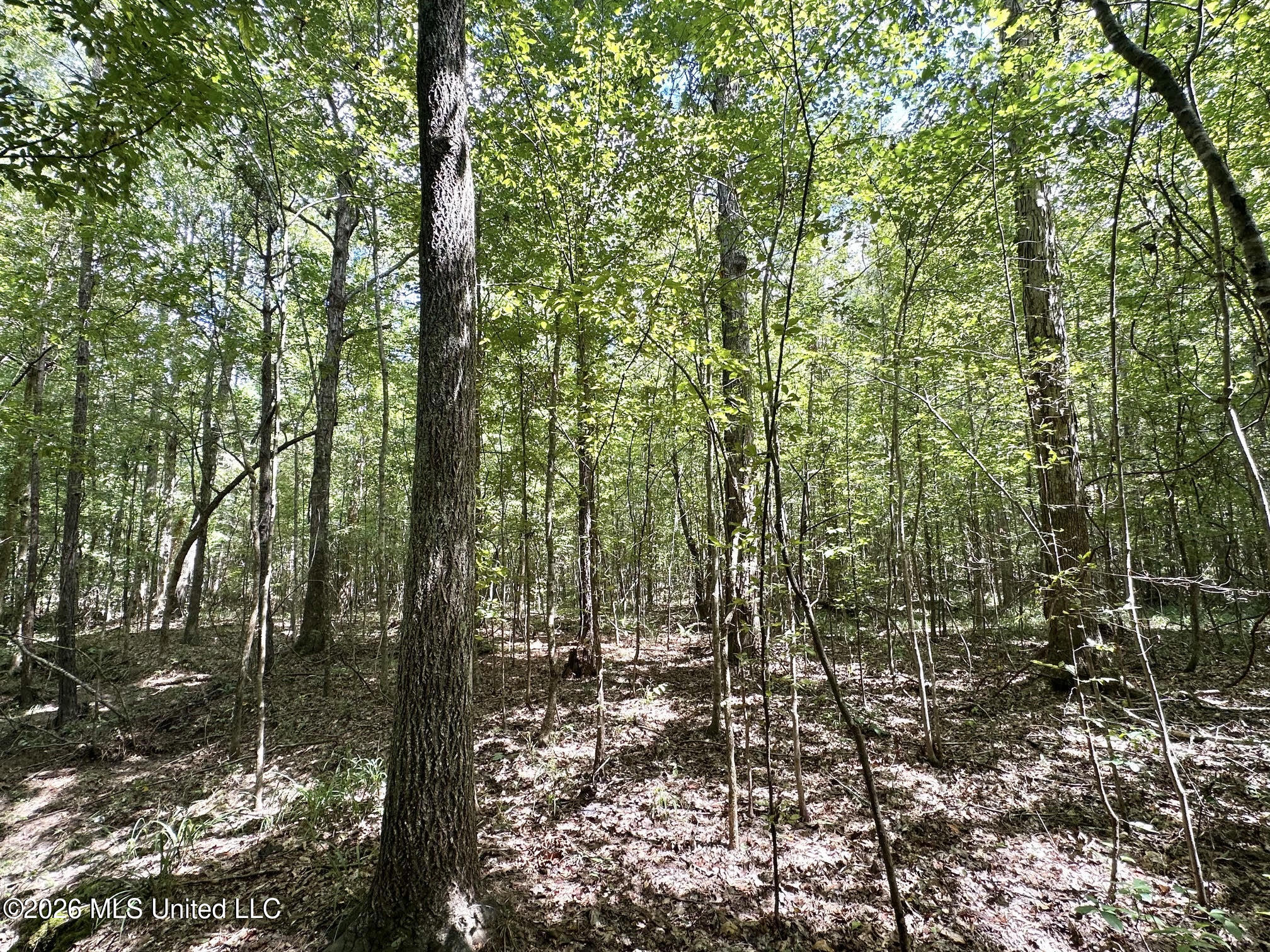 3 Clara Foote Road Braxton, MS 39044 - Photo 11 of 27 30