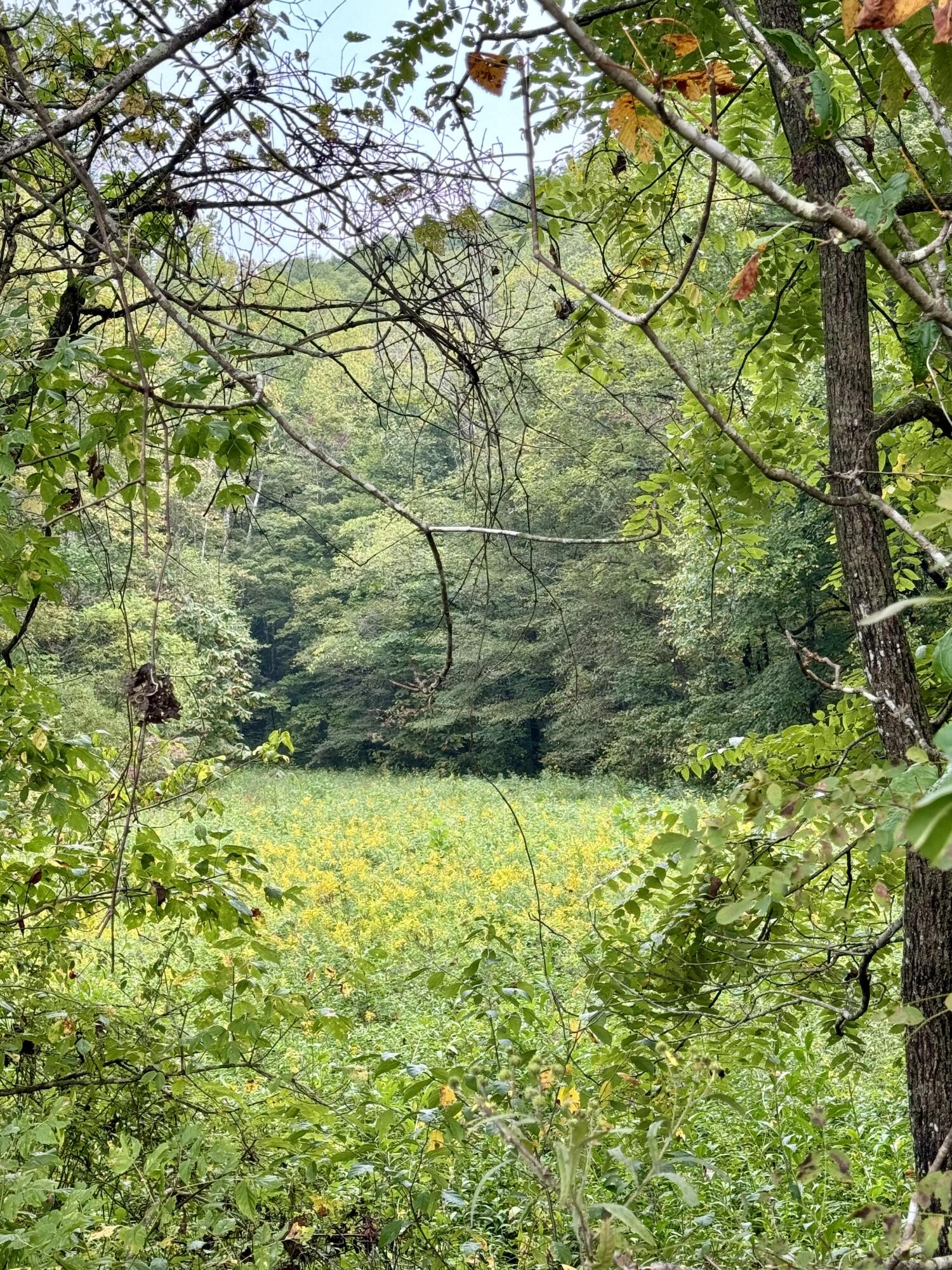 0 South Upper River Road Livingston, KY 40445 - Photo 1 of 18 IMG_4793