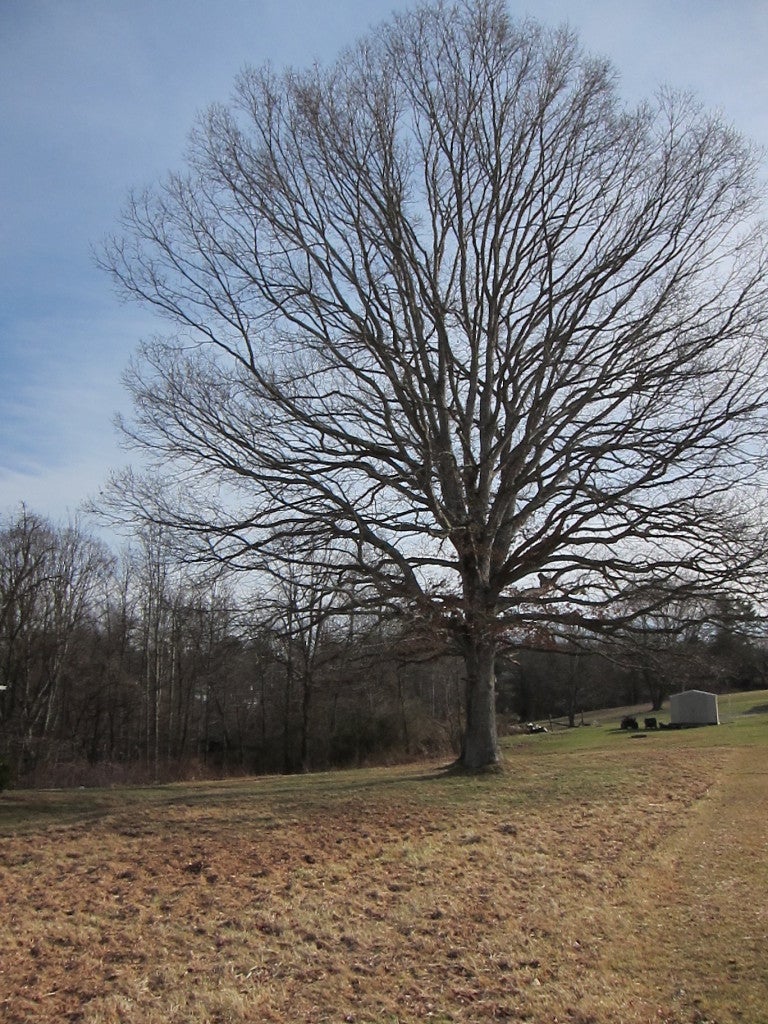 111 Weiss Road Ballard, WV 24918 - Photo 31 of 32 Several Large Oak Tree's on property.