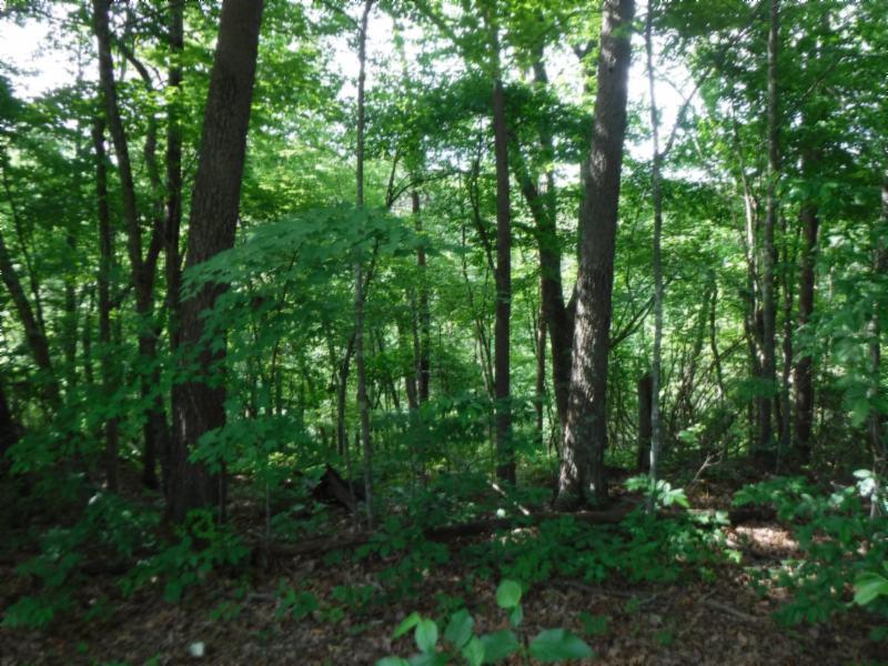 7 Jim Short Road Whitleyville, TN 38588 - Photo 1 of 19 a view of forest