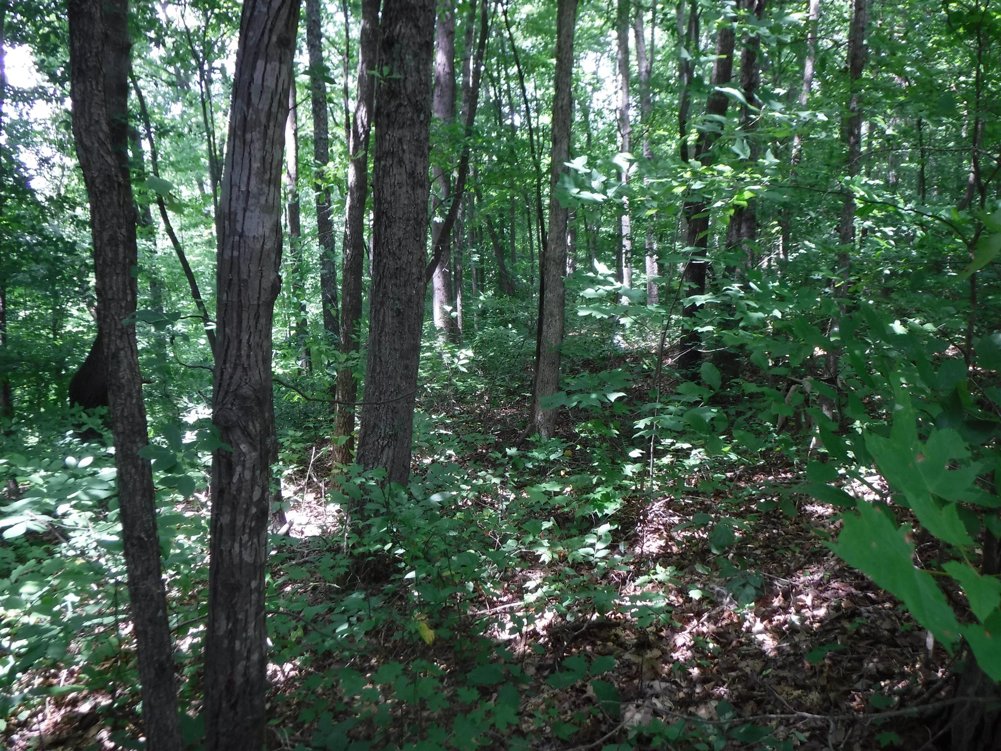 7 Jim Short Road Whitleyville, TN 38588 - Photo 13 of 19