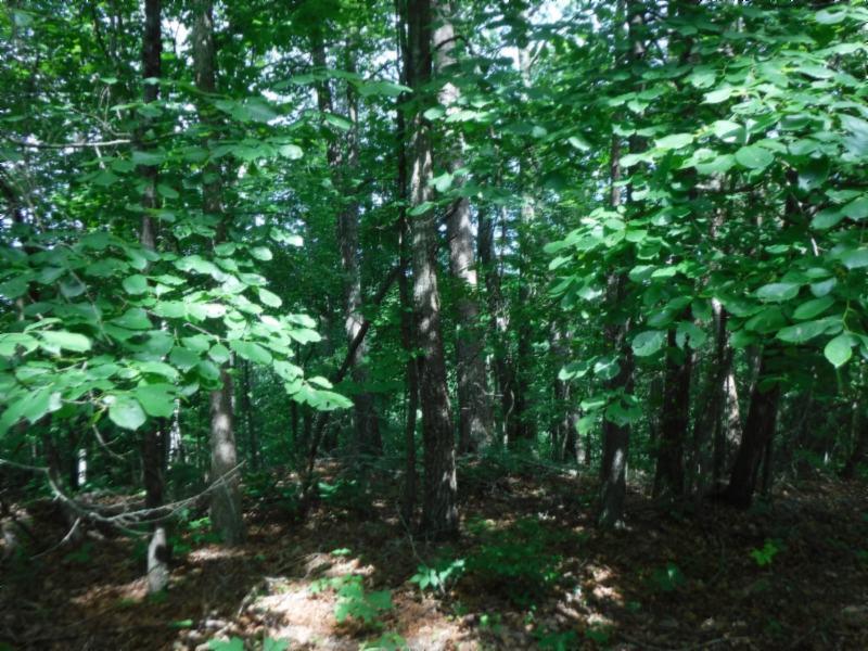 7 Jim Short Road Whitleyville, TN 38588 - Photo 3 of 19 a view of a tree