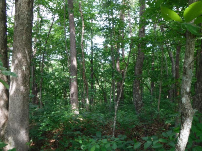 7 Jim Short Road Whitleyville, TN 38588 - Photo 7 of 19
