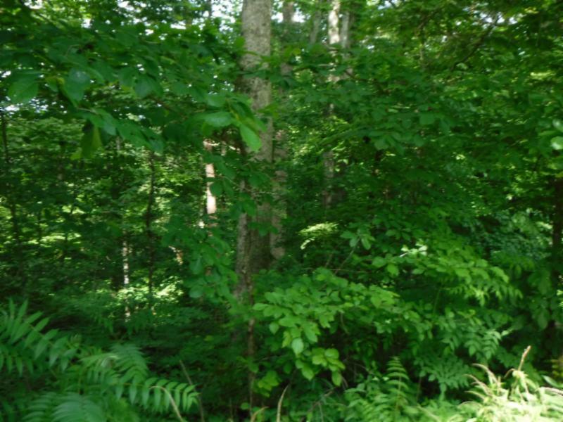 7 Jim Short Road Whitleyville, TN 38588 - Photo 8 of 19 a view of a lush green forest