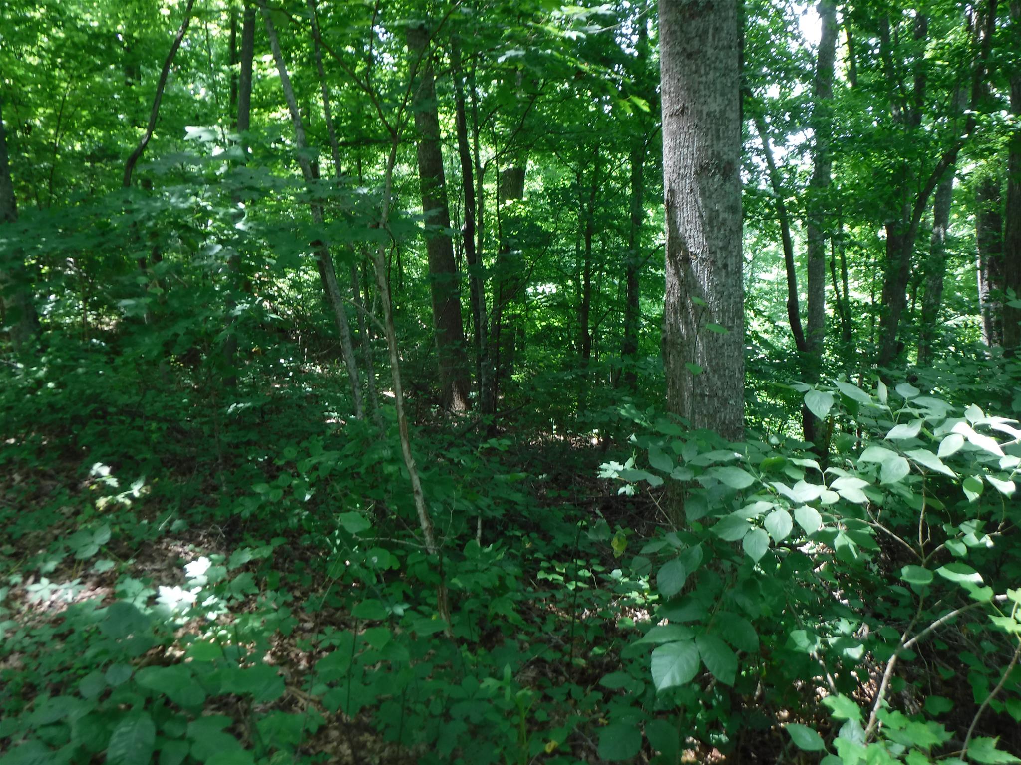 7 Jim Short Road Whitleyville, TN 38588 - Photo 9 of 19 a view of a lush green forest