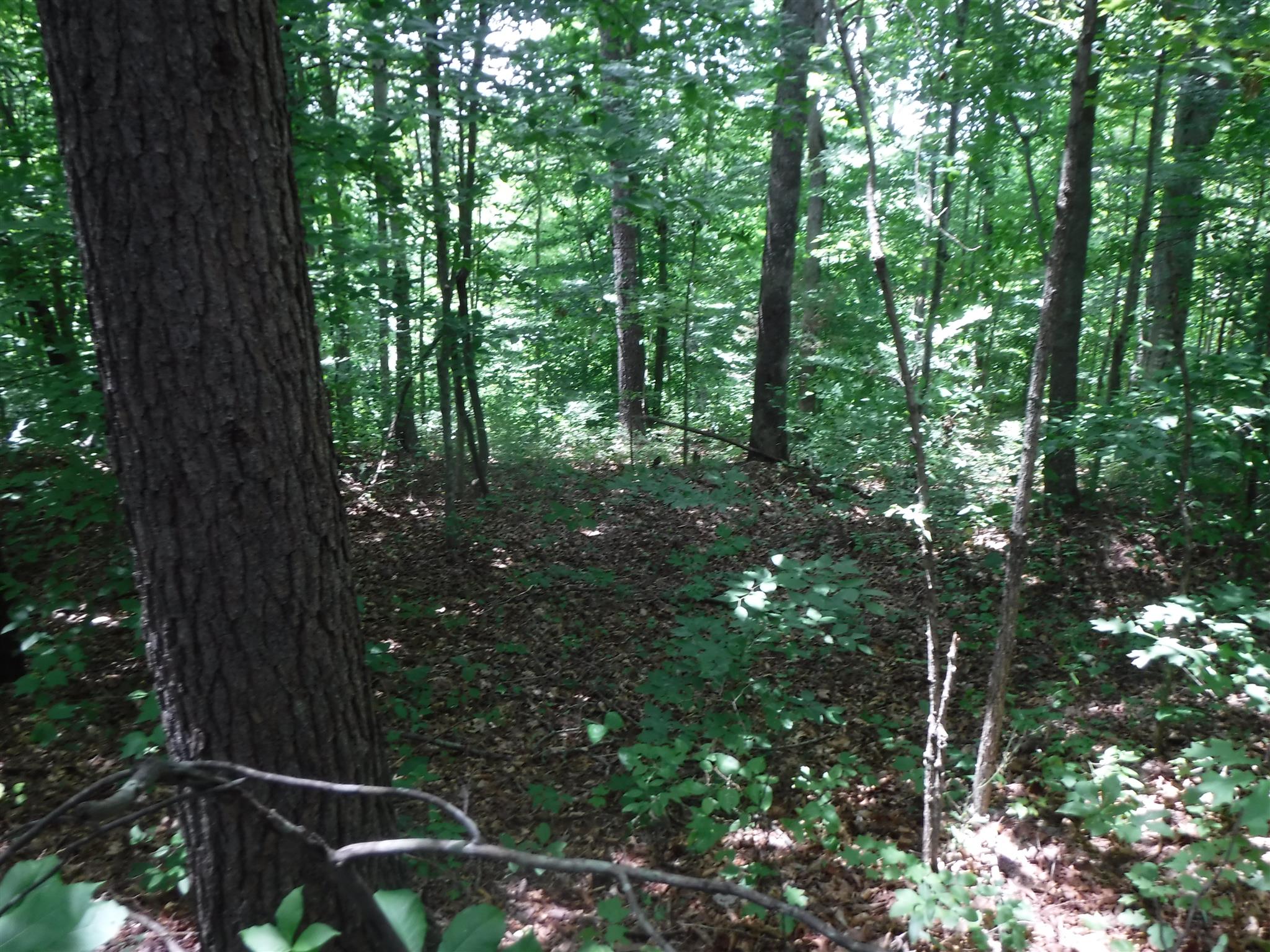 7 Jim Short Road Whitleyville, TN 38588 - Photo 10 of 19 a backyard of a house with lots of green space