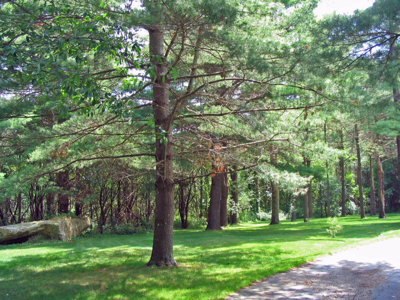 16 Prospect Hill Road Stockbridge, MA 01262 - Photo 2 of 25 a green field with lots of trees