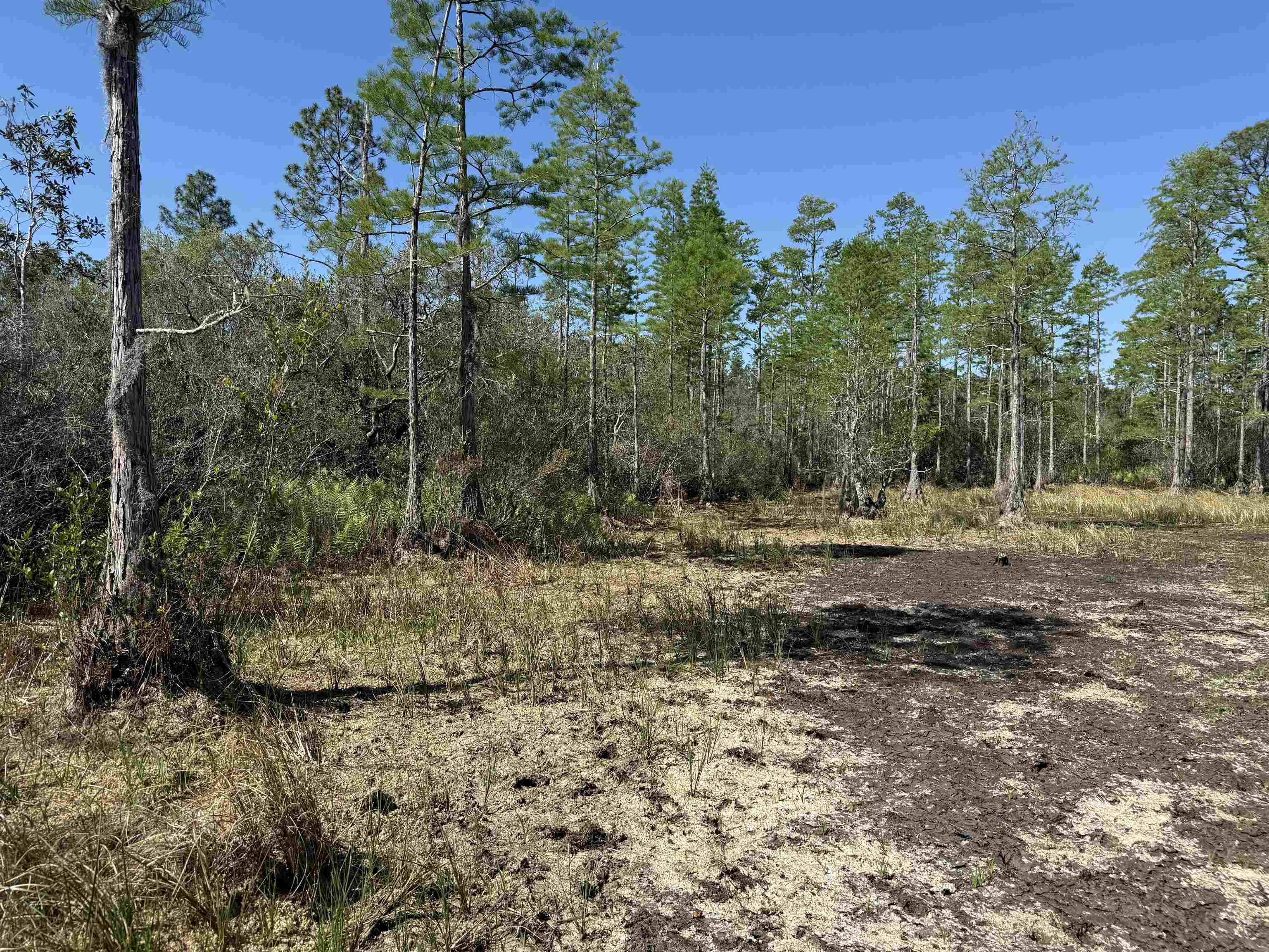 0 Madison Main Line Road Perry, FL 32347 - Photo 49 of 50