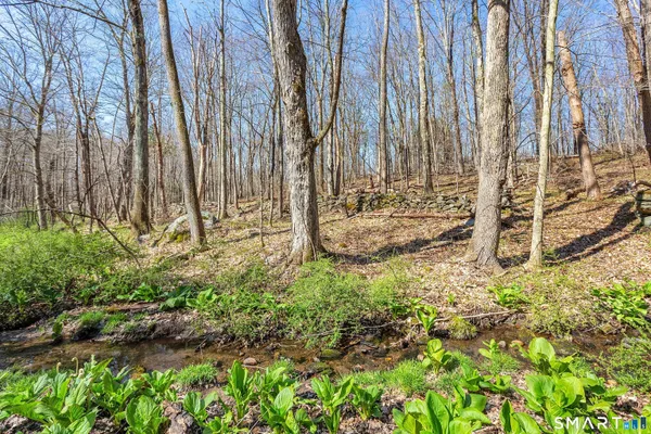 a view of a forest with trees
