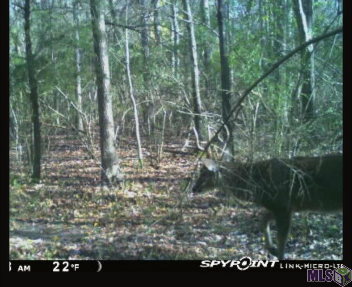 5903 Line Road Ethel, LA 70730 - Photo 2 of 13